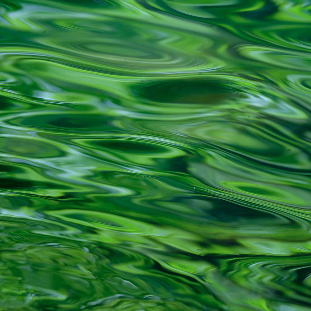 Enhancing brain DHA uptake: the role of nannochloropsis microalgae extract