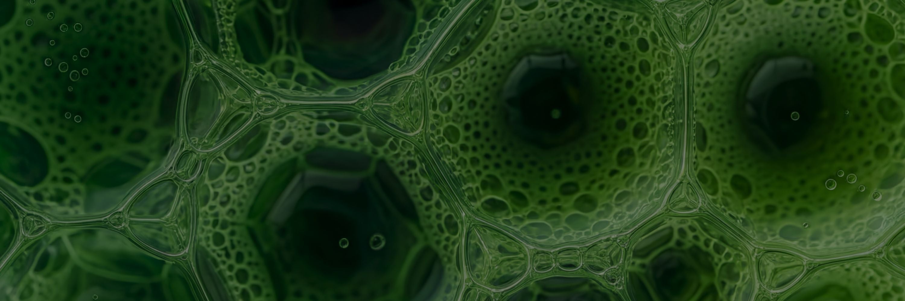 Macro close-up of green algae plant cells — source of DHA omega-3