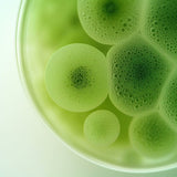 Close-up of green algae bubbles in a dish on a light background
