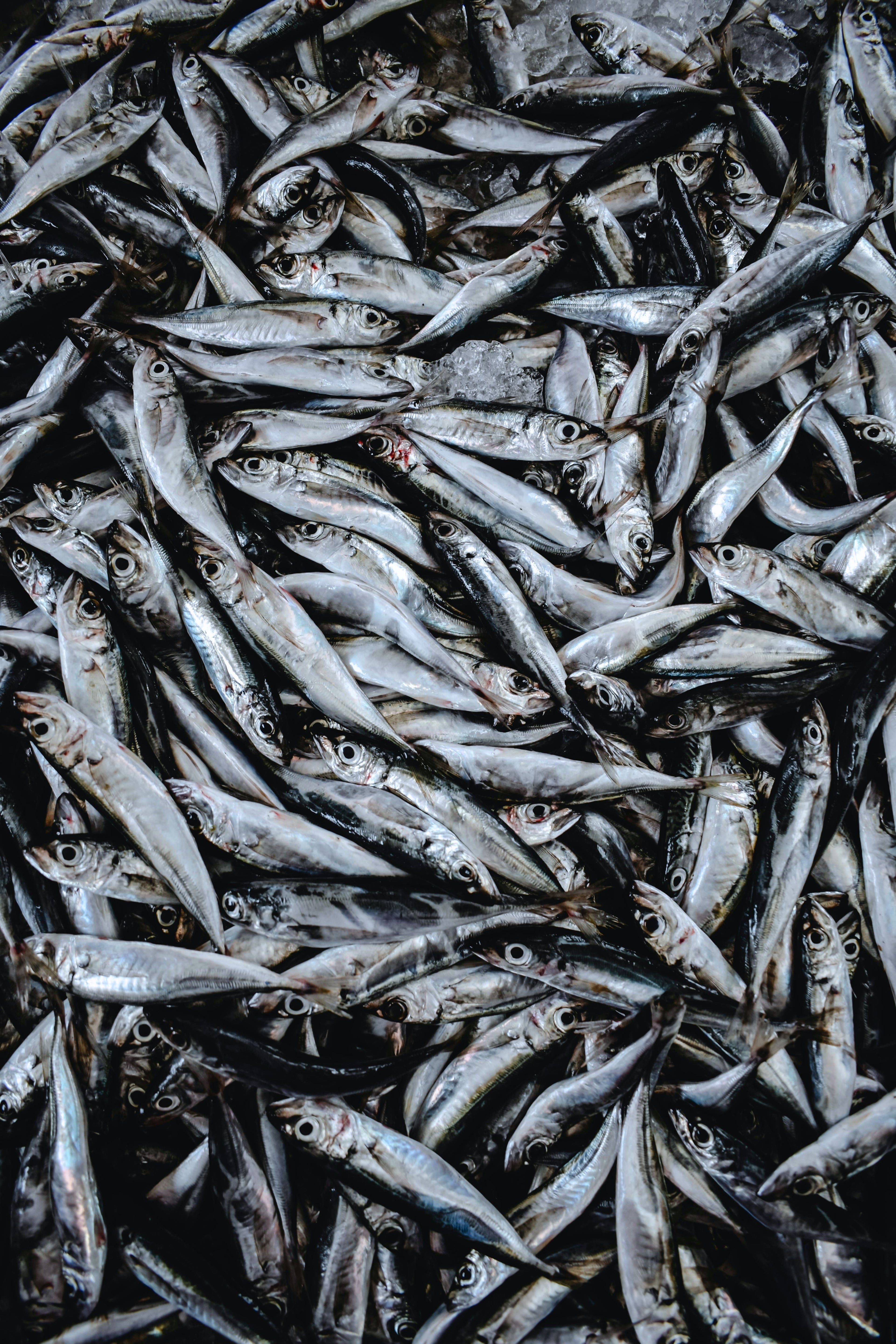 Small pelagic fish representing the environmental cost of fish oil production